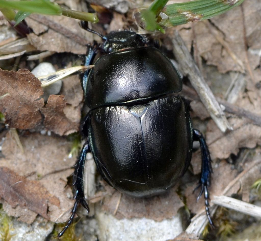 Trypocopris alpinus (cfr.)